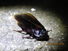 Panesthiinae