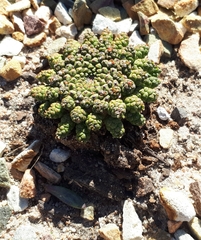 Euphorbia gorgonis