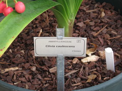 Clivia caulescens