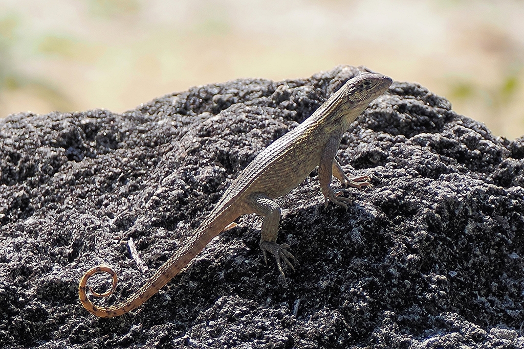 Northern Curly-tailed Lizard from High Ridge Natural Scrub Area 7300 ...