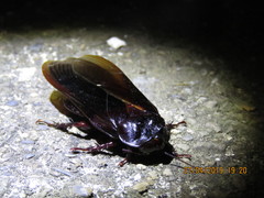 Panesthiinae