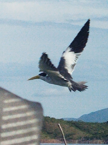 Large-billed Tern
