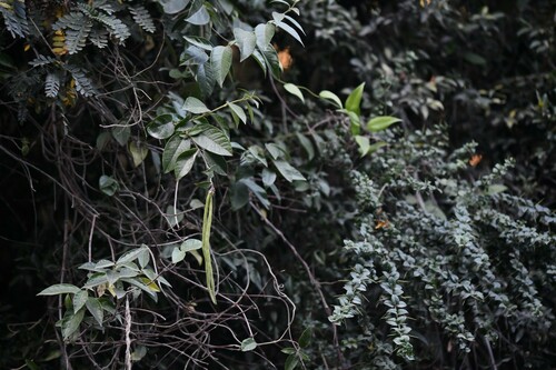 Mandevilla pubescens, photograph 6