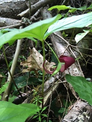 Trillium vaseyi