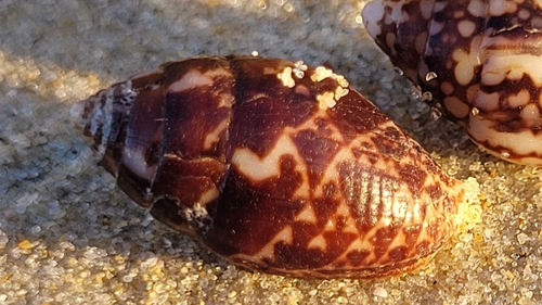 Pyrene punctata observed 2024-04-24
