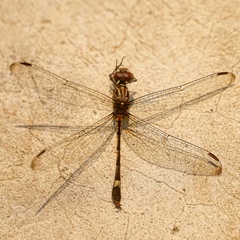 Dythemis sterilis