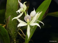 Prosthechea fragrans