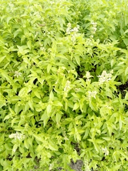 Magnoliopsida