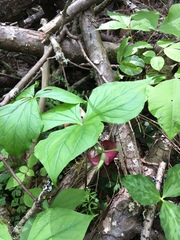 Trillium vaseyi