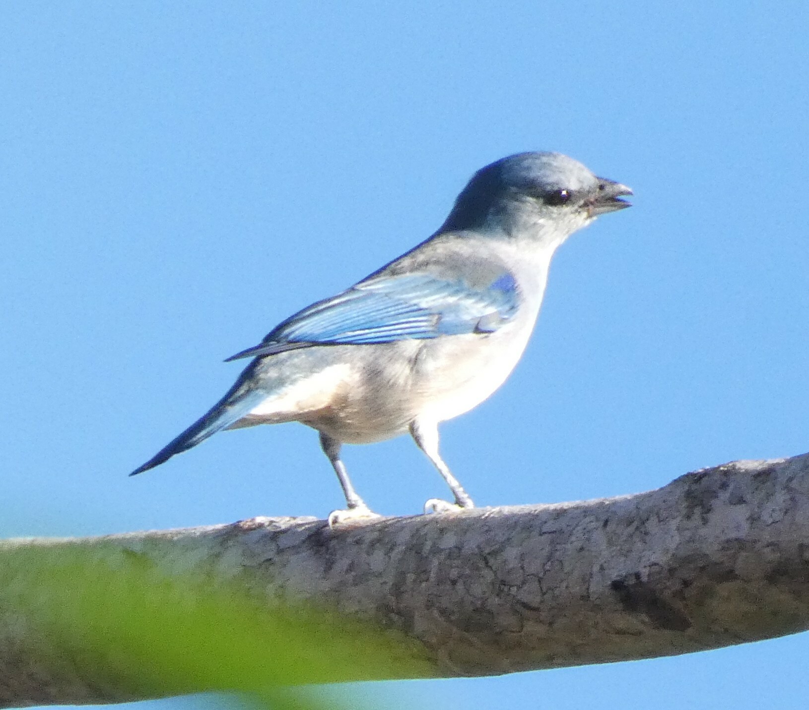 azure-shouldered tanager, sanhaço-de-encontro-azul, tangara à épaulettes bleues, tangara cianóptera