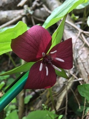 Trillium vaseyi