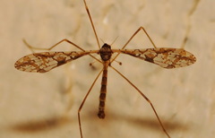 Epiphragma solatrix