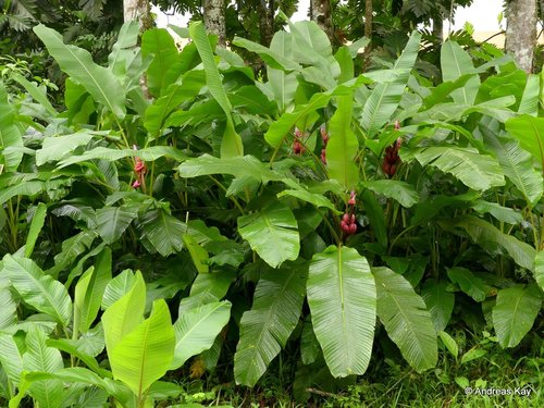 Musa velutina
