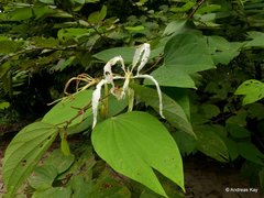 Bauhinia tarapotensis