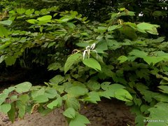 Bauhinia tarapotensis