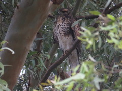 Parabuteo unicinctus