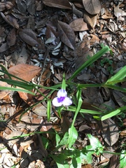 Tradescantia subaspera