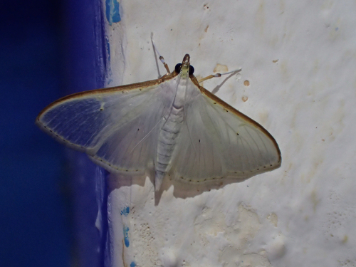 Jasmine Moth photo 4