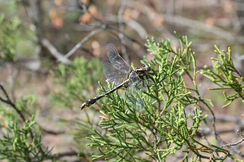 Tennessee Clubtail photo 3