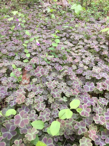violet woodsorrel