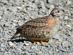 Painted Buttonquail photo 4