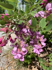 Robinia hispida