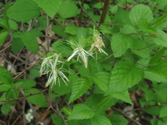 Neviusia alabamensis