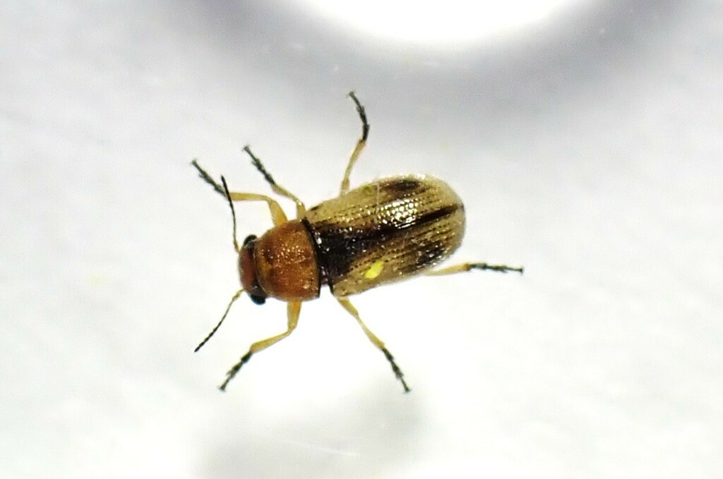 Stylosomus tamarisci
