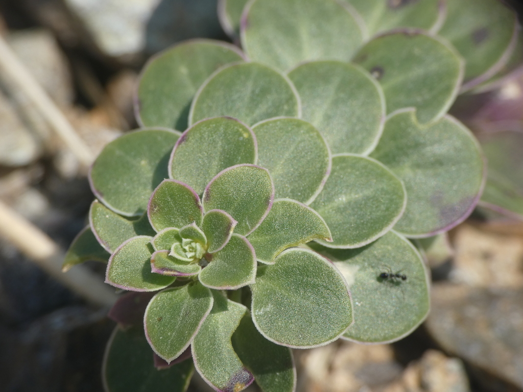 Schweinfurthia imbricata
