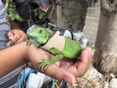 Iguana