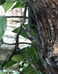 Anolis argenteolus