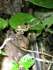 Ommatolampis perspicillata