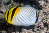 Vagabond Butterflyfish - Photo (c) François Libert, some rights reserved (CC BY-NC-SA)