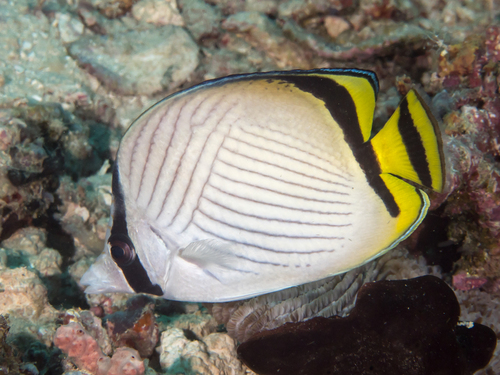 Vagabond Butterflyfish