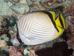 Vagabond Butterflyfish photo 5