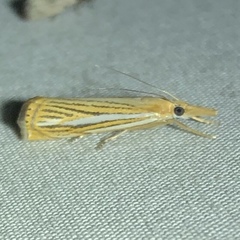 Crambus multilinellus