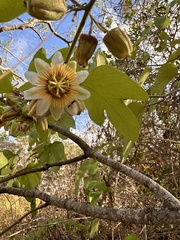 Passiflora holosericea image