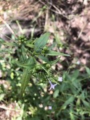 Conostomium natalense natalense