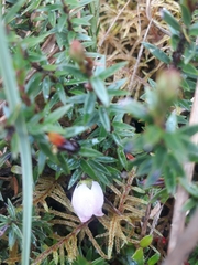 Disterigma pernettyoides