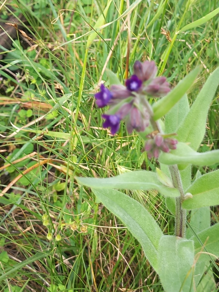 common alkanet from Durrës, Albania on April 24, 2024 at 04:22 PM by ...