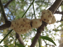 Ceroplastes grandis
