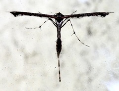 Anstenoptilia marmarodactyla
