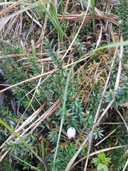 Disterigma pernettyoides