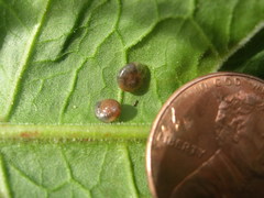 Glyphyalinia indentata