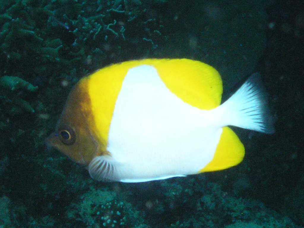Pyramid Butterflyfish