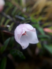 Disterigma pernettyoides