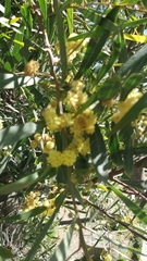 Phyllodineae
