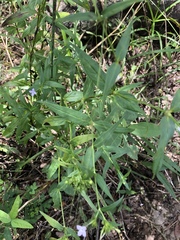 Conostomium natalense natalense