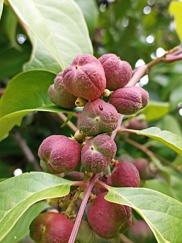 Matayba guianensis