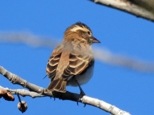 Yellow-throated Bush Sparrow